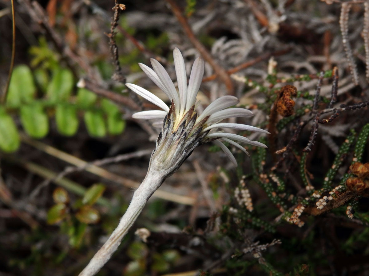 Celmisia gracilenta Hook. f.