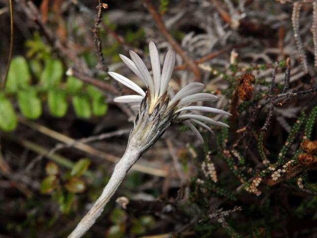 Celmisia gracilenta Hook. f.