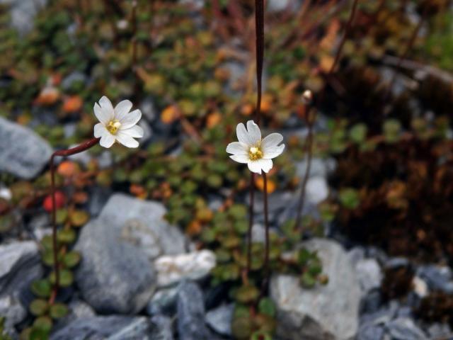 Vrbovka (Epilobium brunnescens subsp. brunnescens (Cockayne) P. H. Raven & Engelhorn)