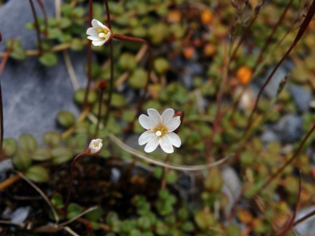 Vrbovka (Epilobium brunnescens subsp. brunnescens (Cockayne) P. H. Raven & Engelhorn)