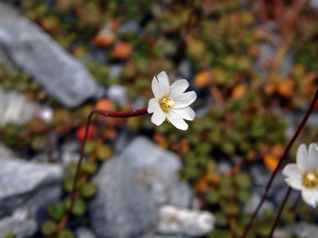 Vrbovka (Epilobium brunnescens subsp. brunnescens (Cockayne) P. H. Raven & Engelhorn)