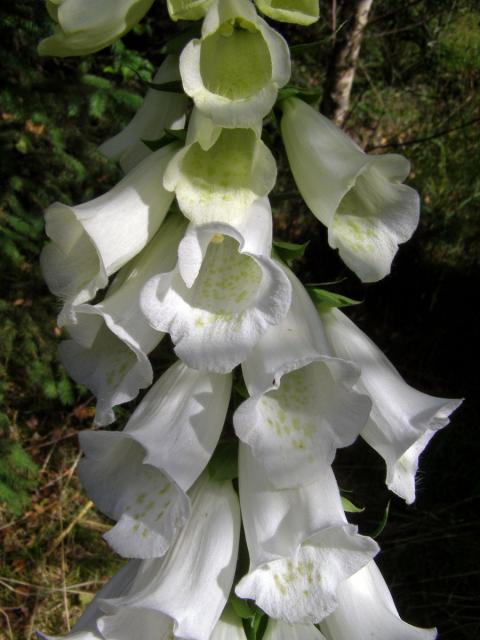 Náprstník červený (Digitalis purpurea L.)