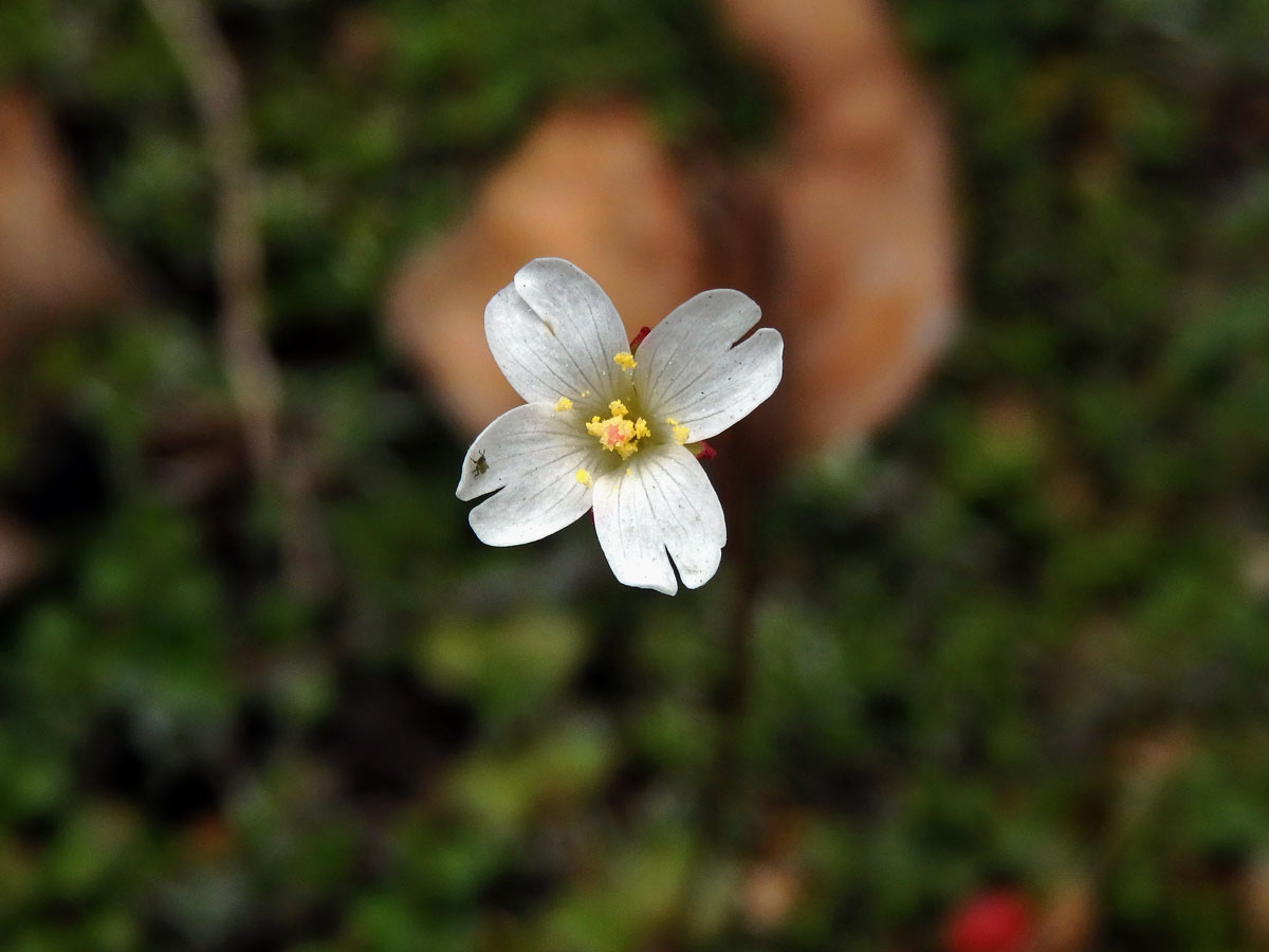 Vrbovka (Epilobium brunnescens subsp. brunnescens (Cockayne) P. H. Raven & Engelhorn)