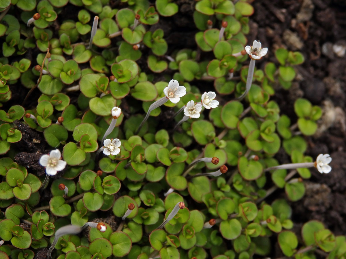 Vrbovka (Epilobium brunnescens subsp. minutiflorum (Cockayne) P. H. Raven & Engelhorn)