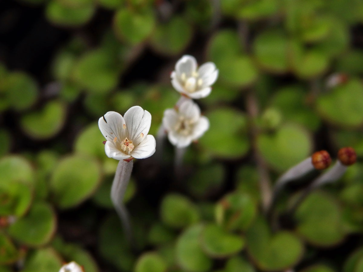 Vrbovka (Epilobium brunnescens subsp. minutiflorum (Cockayne) P. H. Raven & Engelhorn)