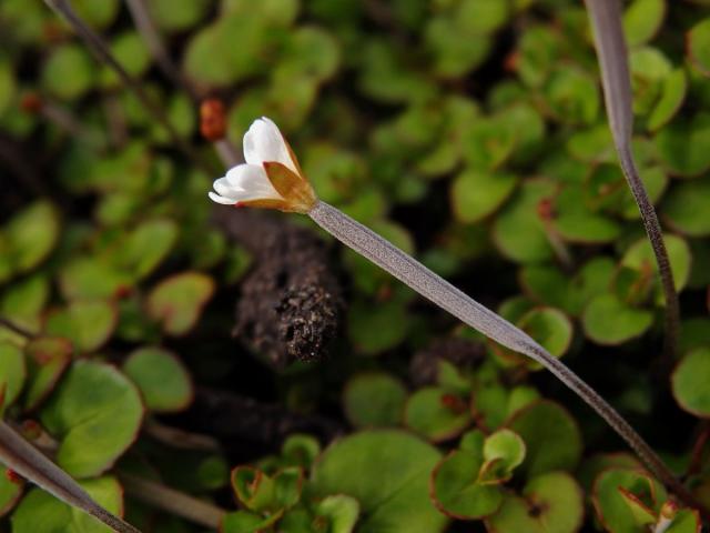 Vrbovka (Epilobium brunnescens subsp. minutiflorum (Cockayne) P. H. Raven & Engelhorn)