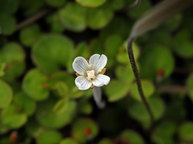 Vrbovka (Epilobium brunnescens subsp. minutiflorum (Cockayne) P. H. Raven & Engelhorn)