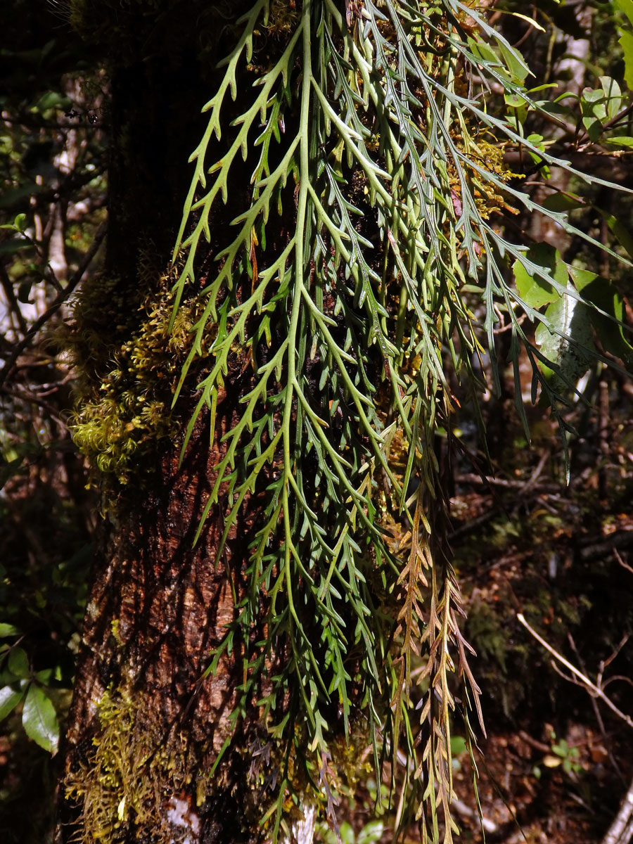 Sleziník (Asplenium flaccidum G. Forst)