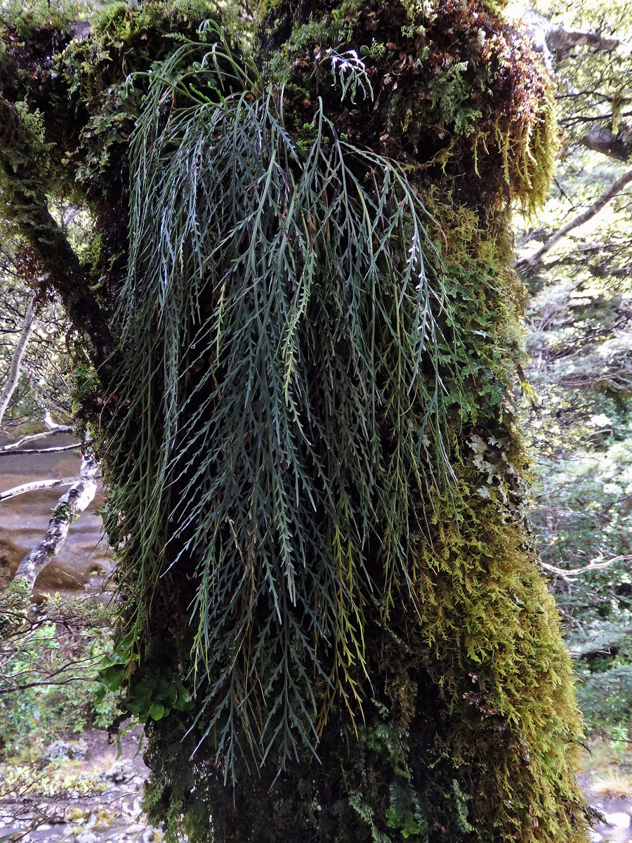 Sleziník (Asplenium flaccidum G. Forst)