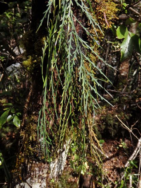 Sleziník (Asplenium flaccidum G. Forst)