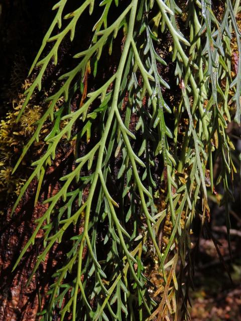 Sleziník (Asplenium flaccidum G. Forst)