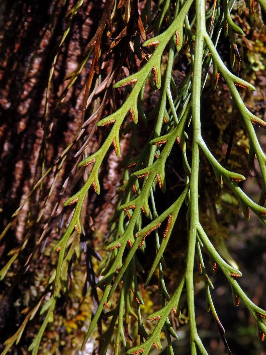 Sleziník (Asplenium flaccidum G. Forst)