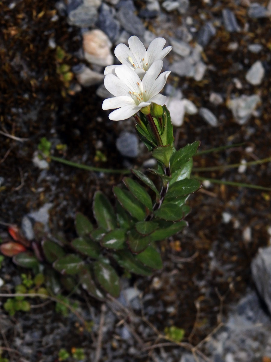 Vrbovka (Epilobium glabellum G. Forst.)