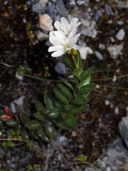 Vrbovka (Epilobium glabellum G. Forst.)