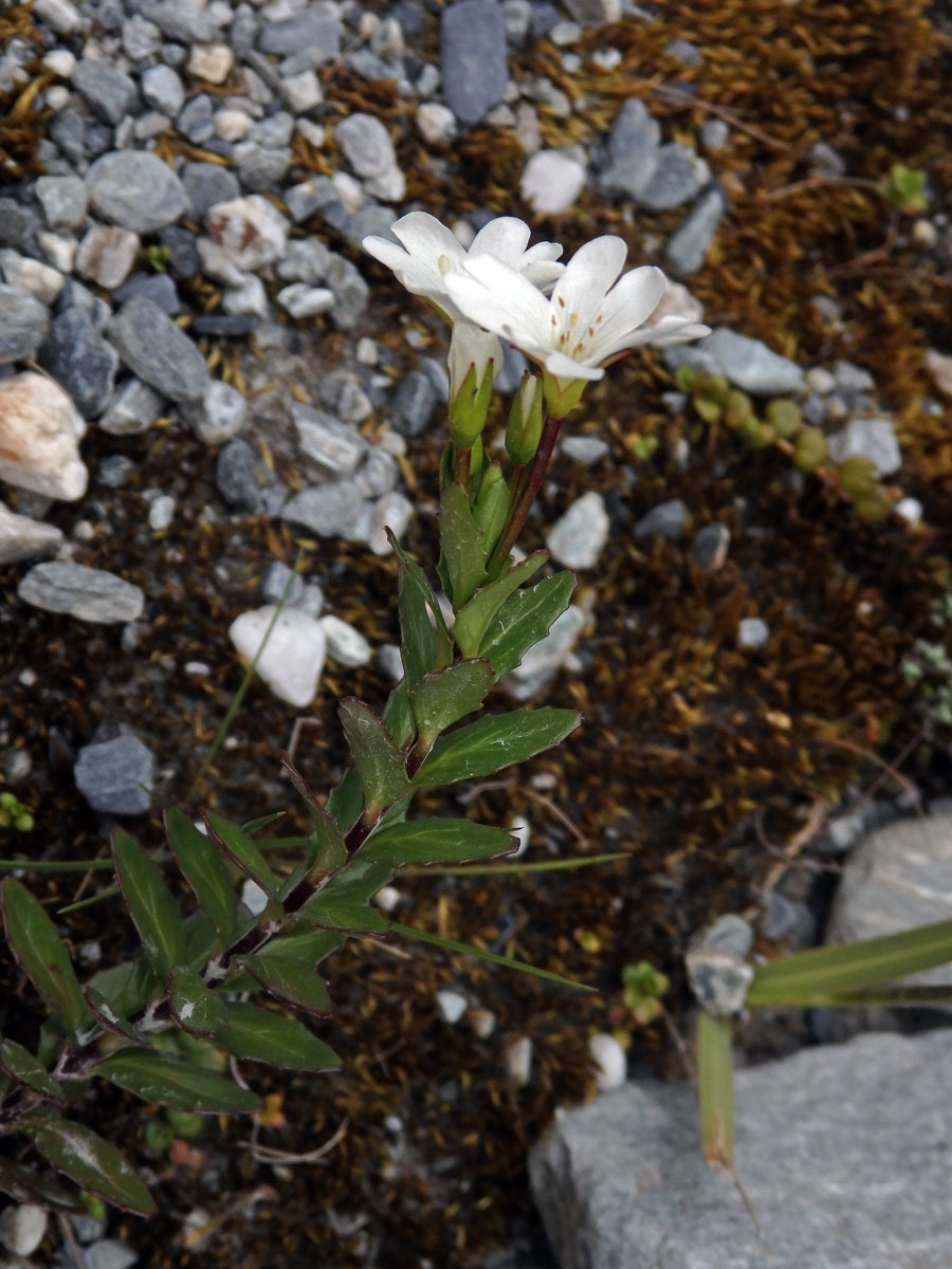 Vrbovka (Epilobium glabellum G. Forst.)