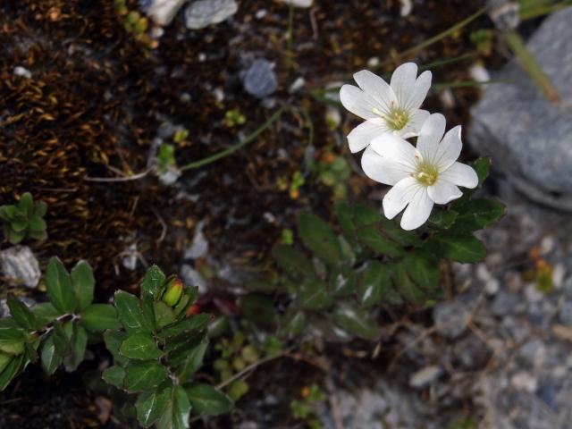 Vrbovka (Epilobium glabellum G. Forst.)