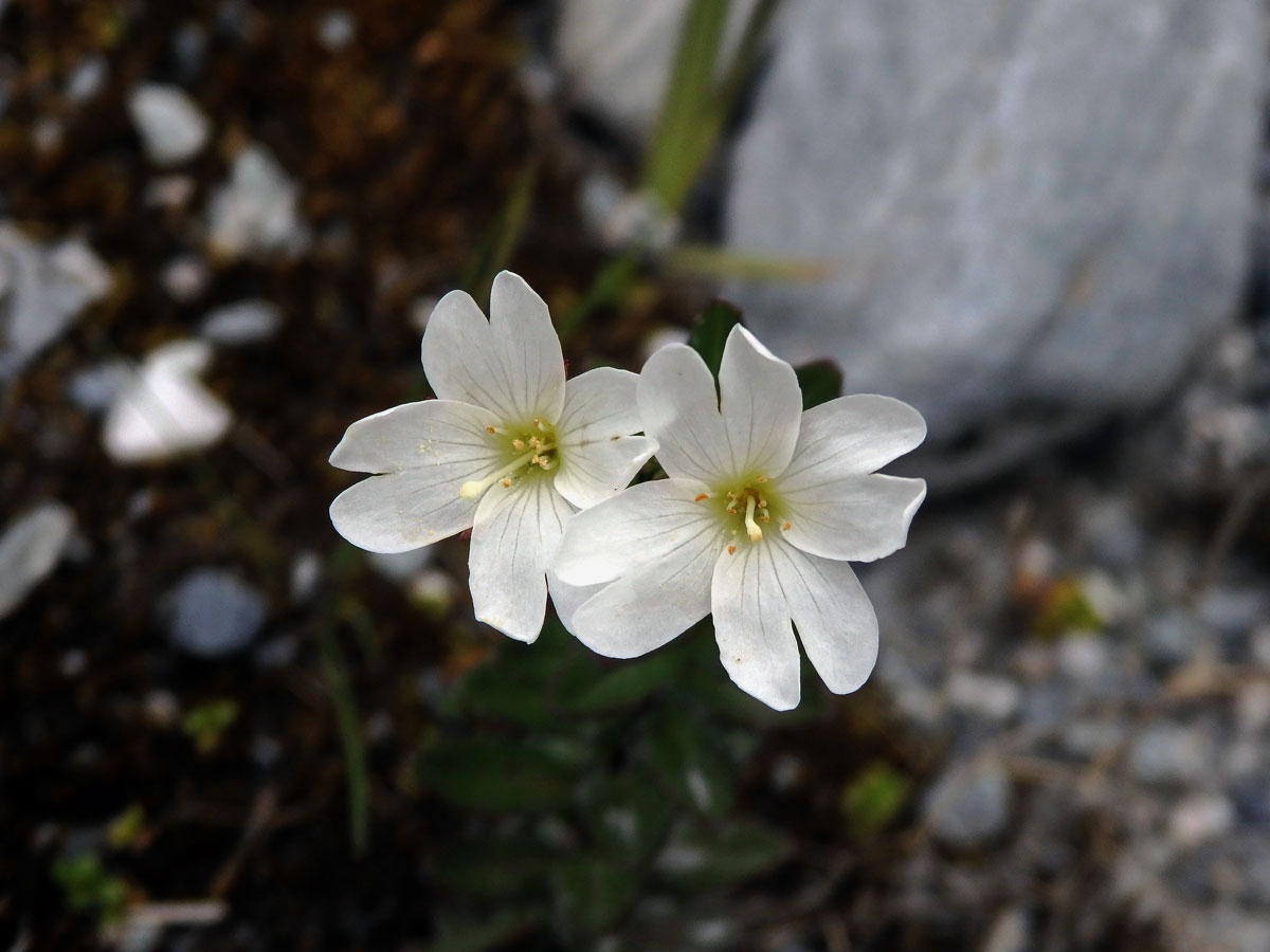 Vrbovka (Epilobium glabellum G. Forst.)