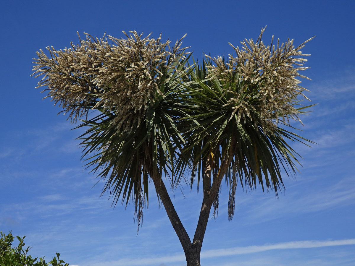 Dračinka (Cordyline banksii Hook. f.)