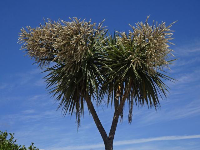 Dračinka (Cordyline banksii Hook. f.)