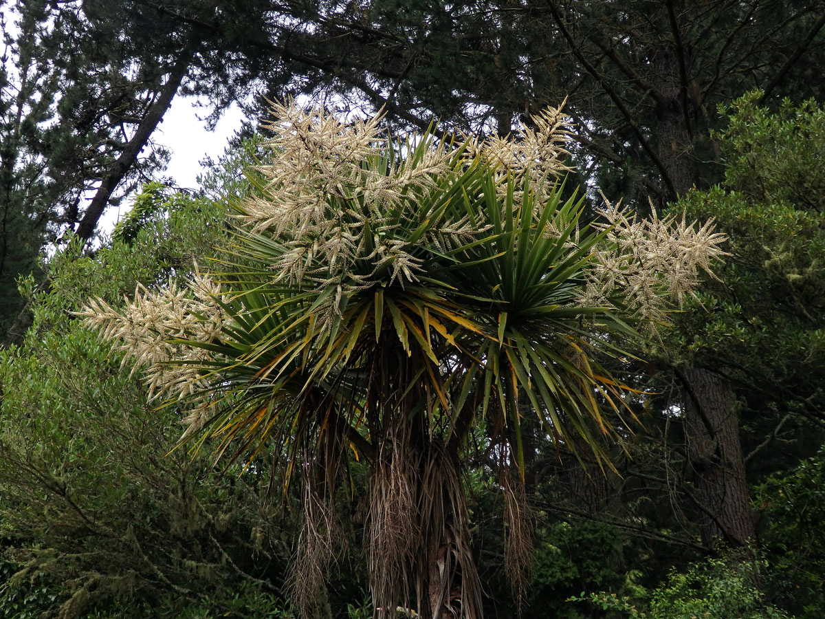 Dračinka (Cordyline banksii Hook. f.)