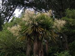 Dračinka (Cordyline banksii Hook. f.)