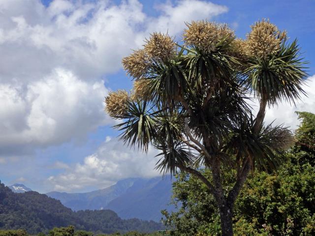 Dračinka (Cordyline banksii Hook. f.)