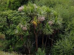 Dračinka (Cordyline banksii Hook. f.)