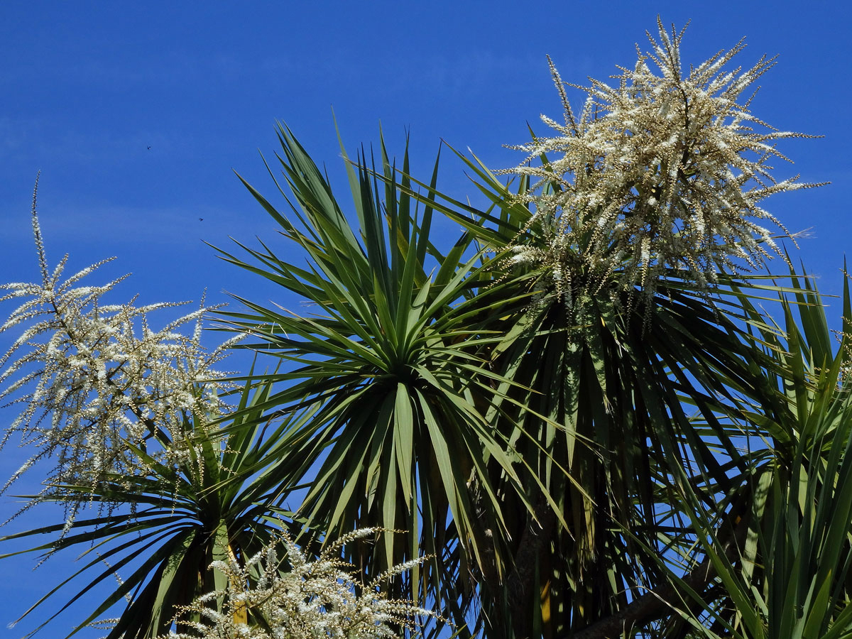 Dračinka (Cordyline banksii Hook. f.)