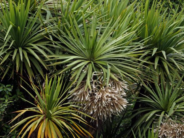 Dračinka (Cordyline banksii Hook. f.)