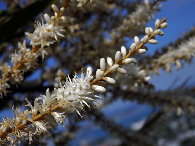 Dračinka (Cordyline banksii Hook. f.)