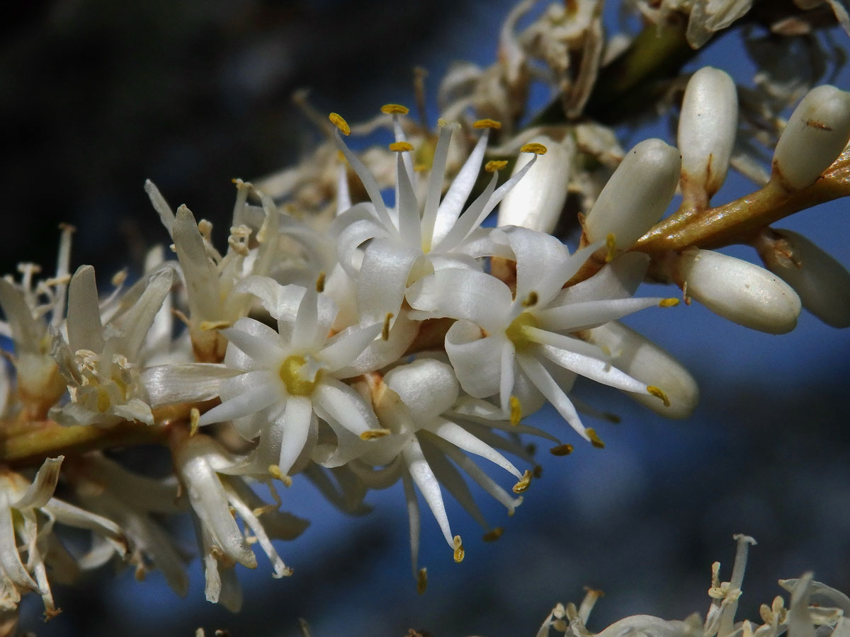 Dračinka (Cordyline banksii Hook. f.)