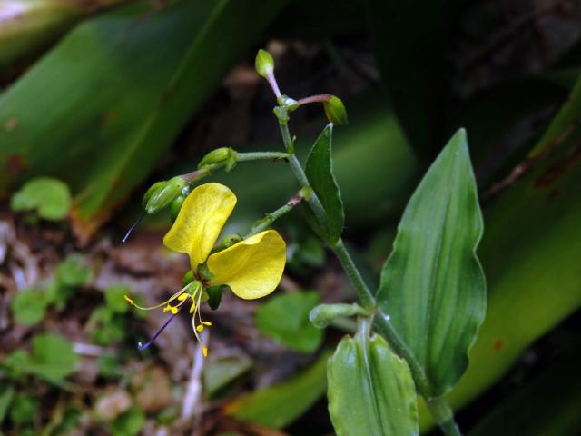 Křížatka (Commelina africana L.)