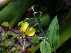 Křížatka (Commelina africana L.)   