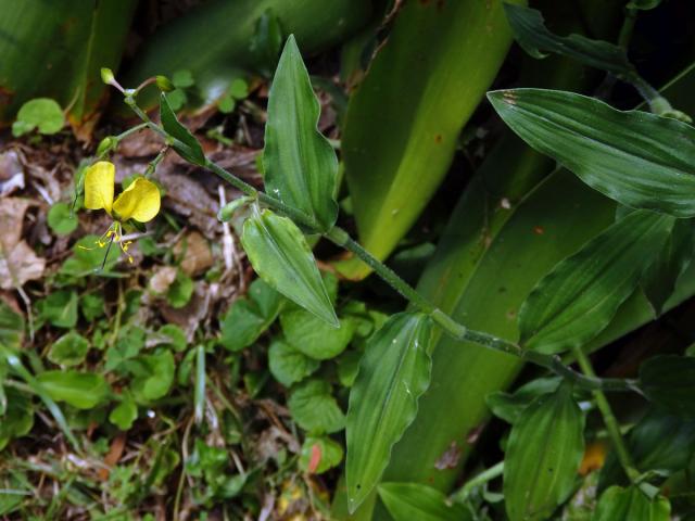 Křížatka (Commelina africana L.)