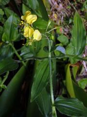 Křížatka (Commelina africana L.)