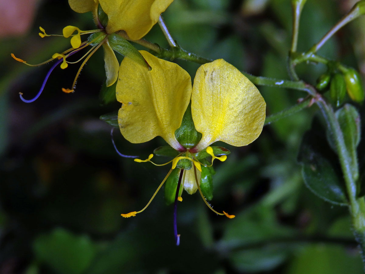 Křížatka (Commelina africana L.)