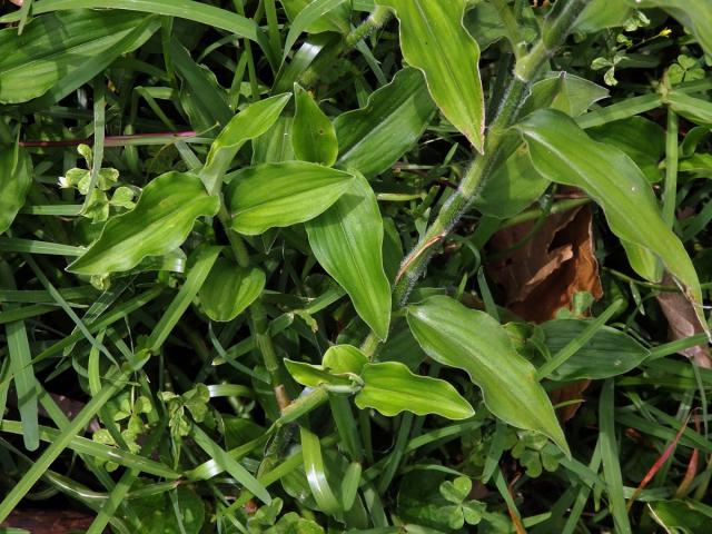 Křížatka (Commelina africana L.)