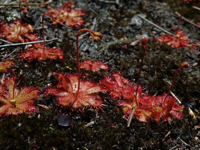 Rosnatka (Drosera trinervia Spreng.)