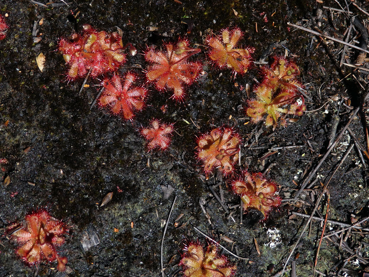 Rosnatka (Drosera trinervia Spreng.)