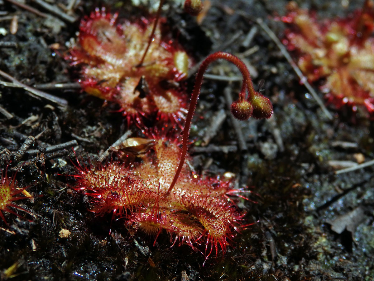 Rosnatka (Drosera trinervia Spreng.)