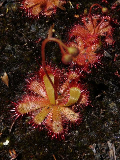 Rosnatka (Drosera trinervia Spreng.)