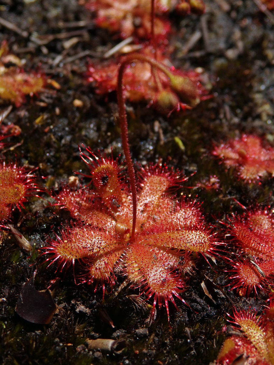 Rosnatka (Drosera trinervia Spreng.)