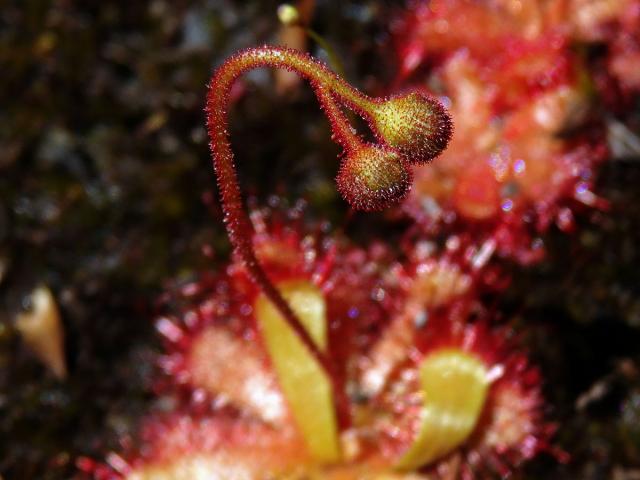 Rosnatka (Drosera trinervia Spreng.)