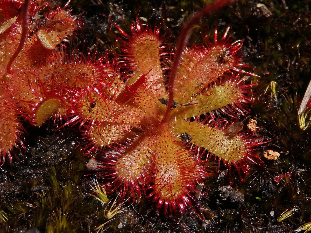 Rosnatka (Drosera trinervia Spreng.)