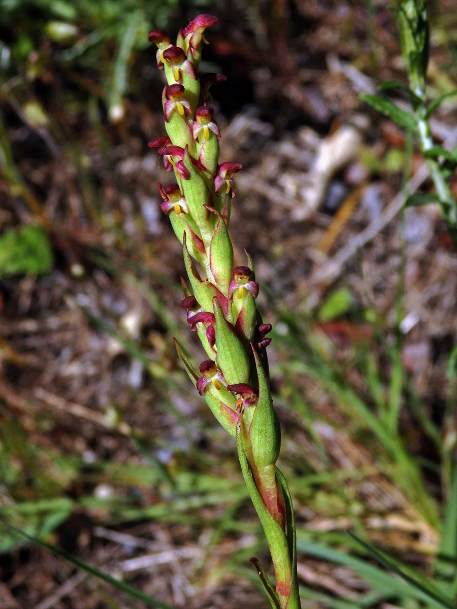 Disa bracteata Sw.