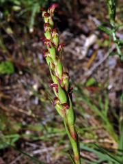 Disa bracteata Sw.