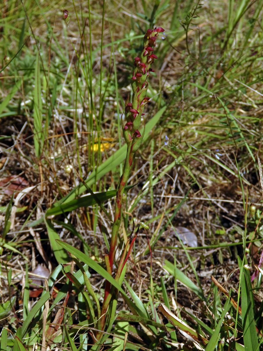 Disa bracteata Sw.