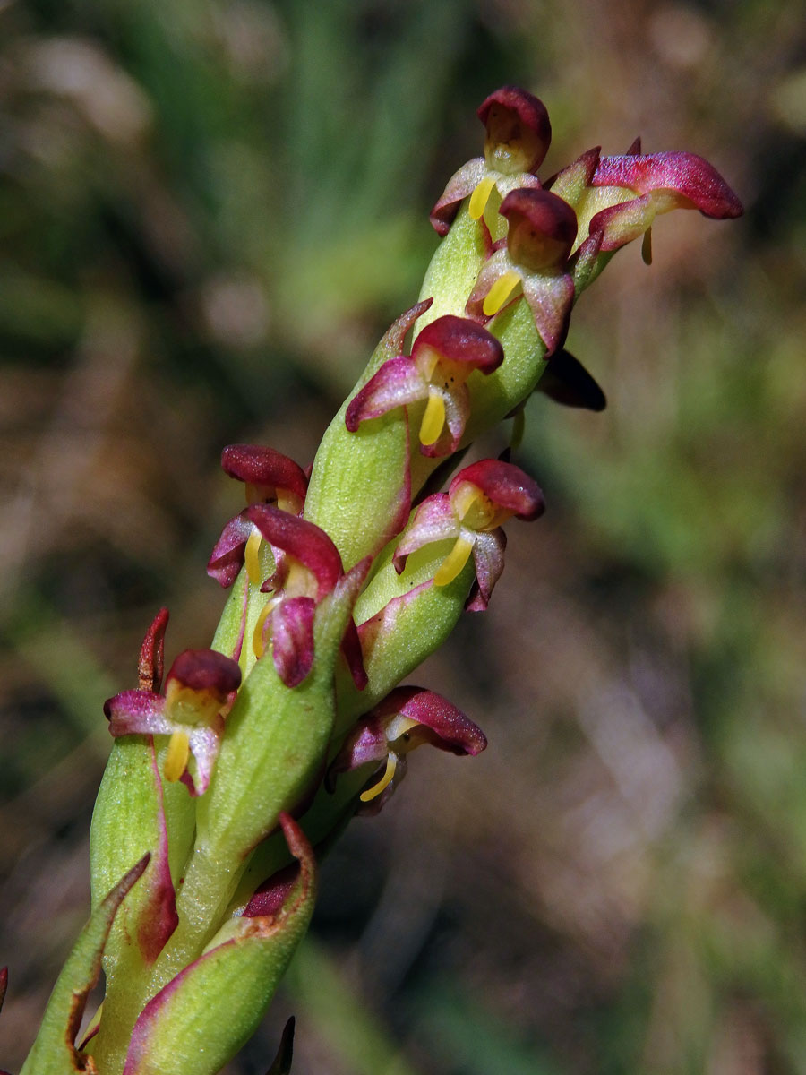 Disa bracteata Sw.