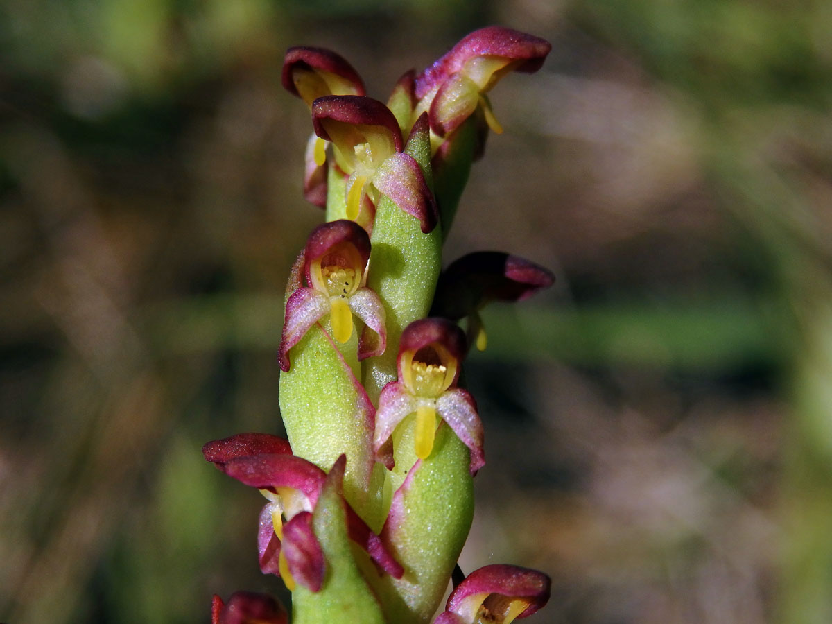 Disa bracteata Sw.