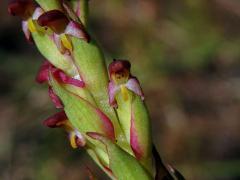 Disa bracteata Sw.